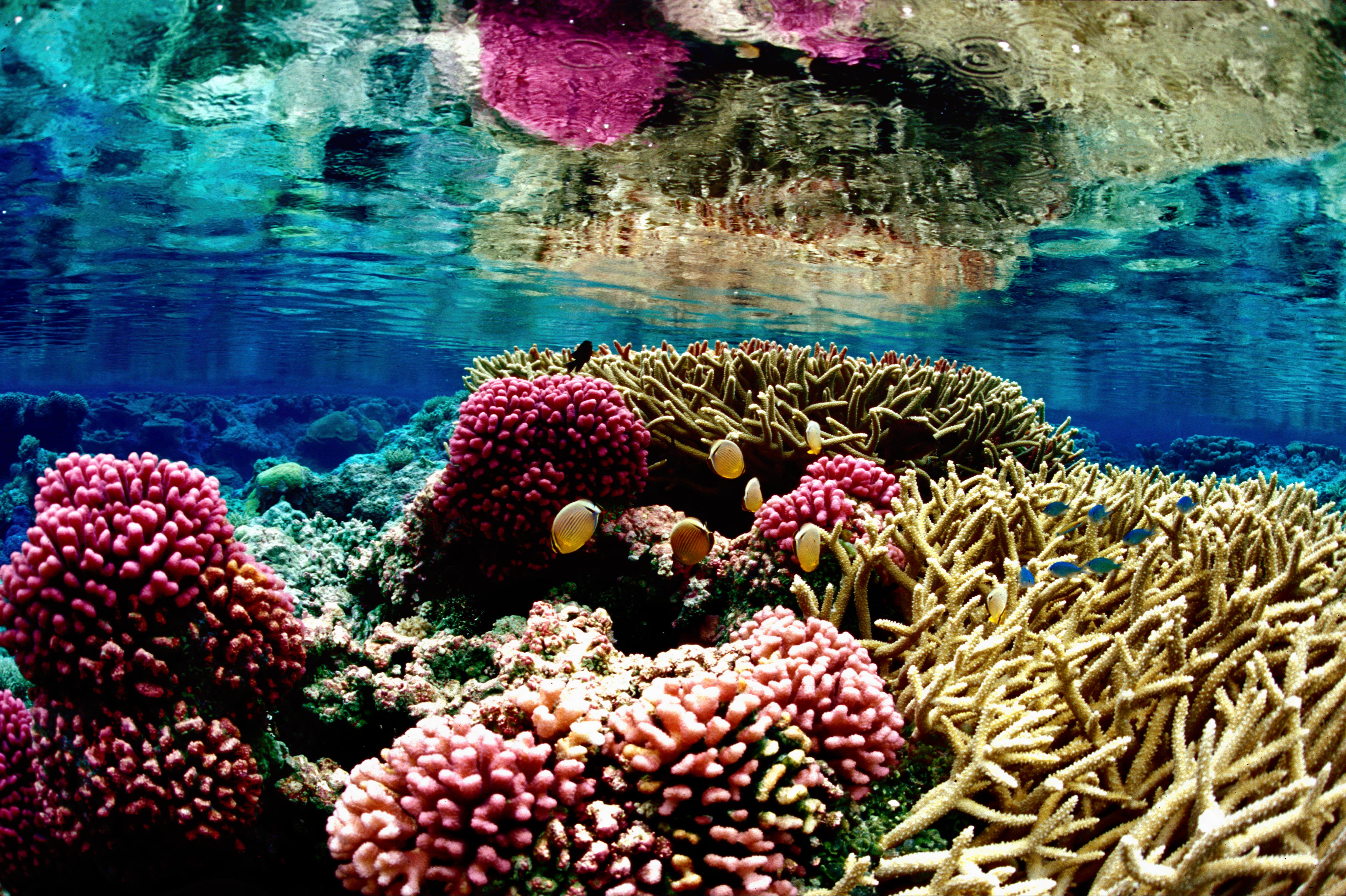 What Is The Meaning Of Community Health Corals Pollution Advocate