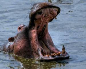 For some audiences, climate-change evidence may feel threatening, a bit like it might feel to face a hostile hippo. Photo Credit: Flickr user @Doug88888