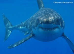 Great white shark. Photo by Hermanus Backpackers.