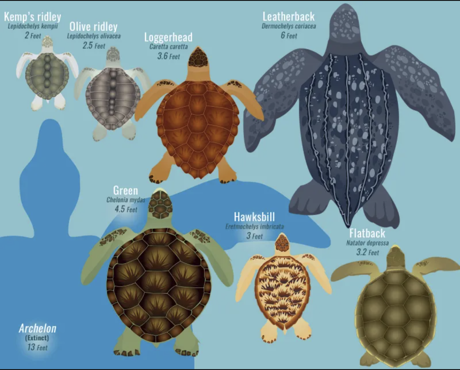 Image of the seven sea turtle species comparing their sizes