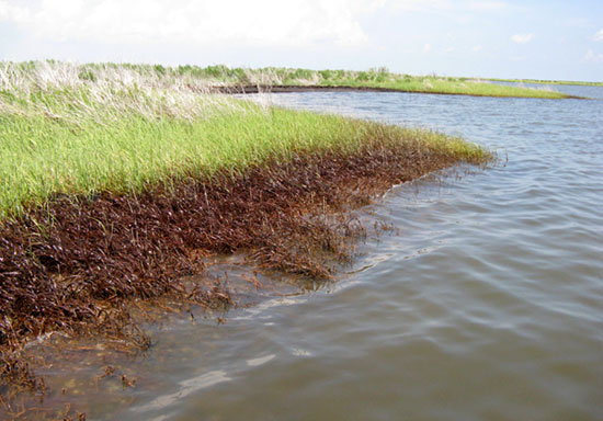 An oiled salt marsh on the Gulf of Mexico