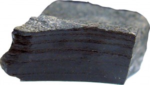 Ancient wood from Ellesmere Island