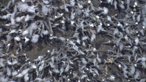 Deep sea barnacles on Kawio Barat