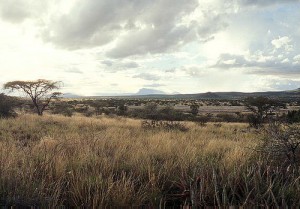 East African grasslands