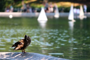 Duck standing by a boat pond in Central Park, New York City. Credit: NikBoiv.