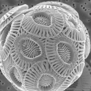 A virus infecting the phytoplankton species Emiliania huxleyi spreads through the air, leading to widespread die-offs, according to research presented Monday at the AGU Fall Meeting. Credit: PLoS Biology, June 2011