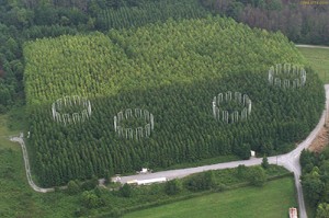 Six 25-meter long plots of deciduous forest at the Oak Ridge National Environmental Research Park in Tennessee. PVC pipes comprise the Free Air Carbon-dioxide Enrichment (FACE) facility. Credit: Oak Ridge National Laboratory