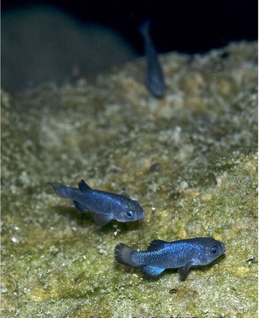 The critically endangered Devils Hole pupfish faces possible extinction from climate change, according to a new study in the journal Water Resources Research. Climate warming is increasing the peak water temperatures in the pupfish’s spawning zone, reducing survival odds of the young born each year. Credit: Olin Feuerbacher