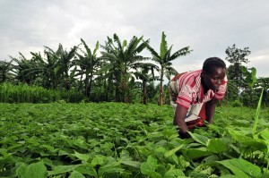 A bean farmer checks her crop in DR Congo. As the world population continues to grow, the global food supply may not meet escalating demand – particularly for agriculturally poor countries in arid to semi-arid regions, such as Africa’s Sahel, according to a new study. Credit: Neil Palmer (CIAT). 