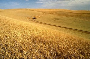 Wheat harvest on the Palouse in the northwestern United States. A new study provides a detailed analysis of the role of food trade in different regions of the world, with maps showing areas of food self-sufficiency and trade dependency.  Credit: USDA