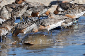 Red Knots feast on horseshoe crab eggs in the Delaware Bay, fueling  the last leg of their 14,500 kilometer (9,000 mile) journey from the tip of South America to the Arctic.  Credit: Gregory Breese/USFWS