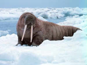 A Pacific walrus rests on ice in the Bering Sea. Credit: NOAA