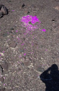 Photo of a crumbled boulder showing the smaller pieces highlighted in pink. Credit: Jaakko Putkonen