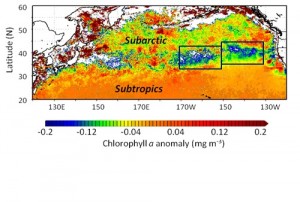 Plots of chlorophyll anomalies for January through May 2014 over the subtropical and subarctic North Pacific Ocean. Chlorophyll anomalies are a comparison of measured chlorophyll concentrations compared to average concentrations. A new study finds that chlorophyll in this region dropped to its lowest level last winter since satellites started taking measurements in 1997.  Credit: Frank Whitney