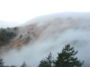 Coastal fog inundating a stand of Bishop pine trees on Santa Cruz Island, CA in August 2011. Photo by Sara Baguskas.