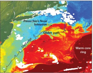Satellite imagery shows the exchange of warm core ring water (red) with the colder continental shelf waters (blue). Satellite imagery, however, could not help scientists determine the underlying process for the warm water intrusion; instead they used data from ocean robots or "gliders" recently installed off the coast of Massachusetts. The scientists have dubbed the events “Pinocchio’s Nose Intrusions” (PNI) because the warm intruding water continues to “grow” for hundreds of miles, moving in the opposite direction from the northward movement of the Gulf Stream. Credit: Jack Cook, Woods Hole Oceanographic Institution