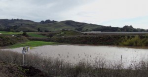 two-acre infiltration basin functions to recharge groundwater stores in the Pajaro Valley of California. Water slowly permeates the layers of sediment at the bottom of the basin to reach the aquifer below. Credit: Andrew Fisher. 