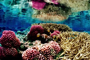 Coral reef ecosystem at Palmyra Atoll National Wildlife Refuge. Credit: Jim Maragos/U.S. Fish and Wildlife Service
