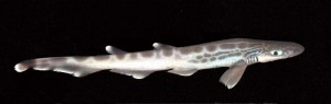 The blackmouth catshark is just one of the many fish species that uses the Mingulay Reef Complex as a nursery Credit: Wikimedia Commons
