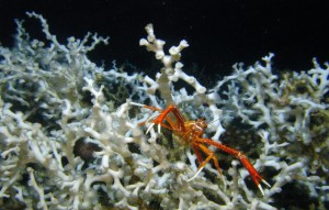 A close-up image of a single Eumunida picta squat lobster perched on a live Lophelia pertusa thicket. Credit: USGS