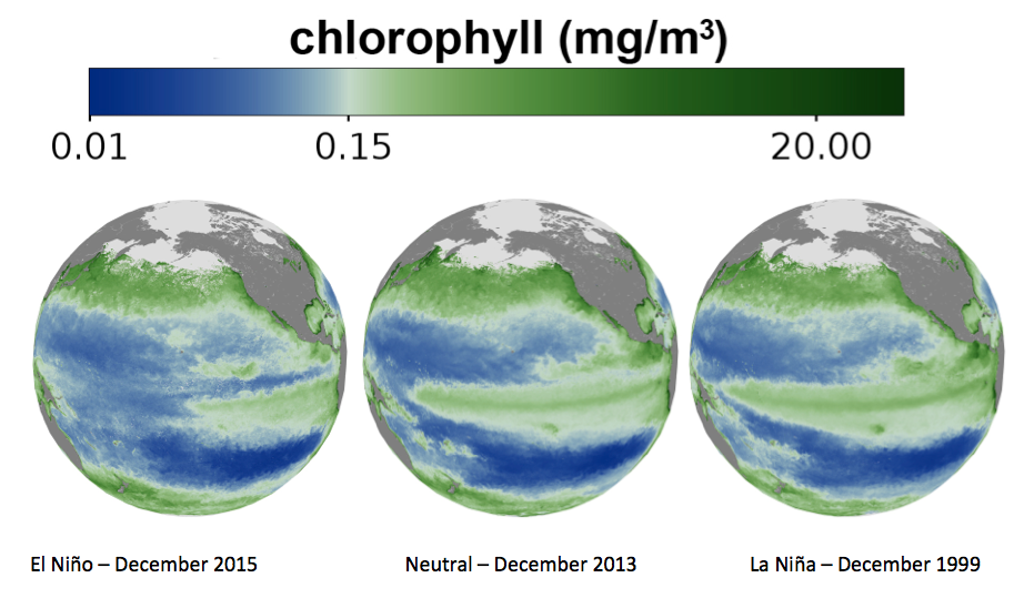 Image caption: These images show sea surface chlorophyll in the Pacific Ocean observed in December 2015, 2013 and 1999. The 2013 and 2015 maps are derived from MODIS Aqua data, and the 1999 map is derived from SeaWiFS data, all processed at the Ocean Biology Processing Group at NASA GSFC using the SeaDAS image analysis package. Credit: NASA GSFC 