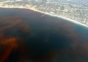 Dead zones are often caused by the decay of algae during algal blooms, like this one off the coast of La Jolla, San Diego, California. Credit: Alejandro Diaz (public domain)