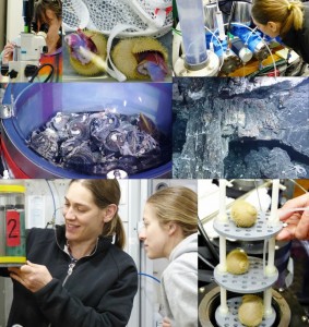 Just a few examples of the remarkable research scientists conducted on the ship and in the deep sea during the first half of the Vent Life expedition. Credit: Cherisse Du Preez, SOI, and ROPOS