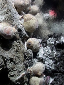One of the hydrothermal vent sea snails (Alviniconcha hessleri) that will be collected and kept in the high pressure aquaria. Credit: Charles Fisher and Woods Hole Oceanographic Institute