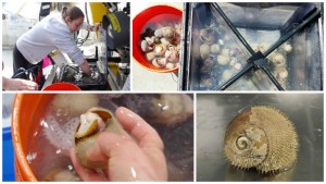 Once the remotely operated vehicle ROPOS is back on board the ship, the laboratory work begins. The Alvinichoncha snails collected are quickly removed from the sealed biological box and rushed to the lab for immediate processing. Credit: Cherisse Du Preez