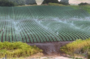 Agricultural land in wet regions is irrigated to increase yields, such as with conventional sprinklers shown here. A new study finds irrigation from agriculture can directly influence climate thousands of kilometers away and even leap across continents. Credit: USDA (CC BY 2.0)