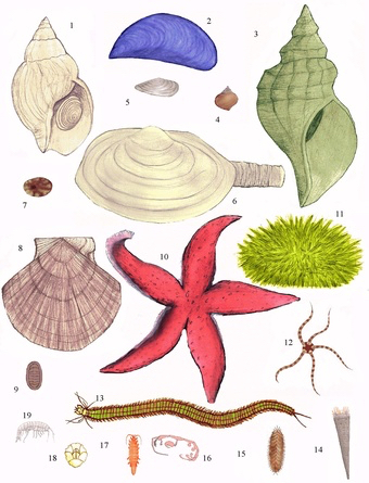 Types of organisms that can be found on the ocean floor. Illustration: Kristín Líf Valtysdótti