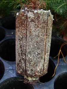 White mycorrhizal fungi grow entangle the brown roots of a white spruce. Credit: Silk666. 