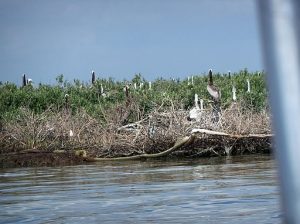 Pelicans at Barataria Bay, Louisiana. A new study shows dramatic, widespread shoreline loss in Louisiana marshlands most heavily coated with oil during the 2010 BP Deepwater Horizon oil spill in the Gulf of Mexico. Credit: U.S. Fish and Wildlife Service Southeast Region, CC BY 2.0 Wikimedia Commons. 