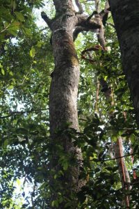 Researchers have to climb about 20 meters high to hook an accelerometer around a tree’s trunk (the gray box toward the top of the tree). Credit: Tim van Emmerik.