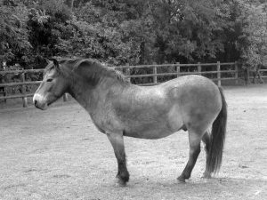 Winston lives in the Exmoor Pony Center in England and was one of the ponies from which the researchers took tail hair samples. Credit: Elisabeth Thompson. 