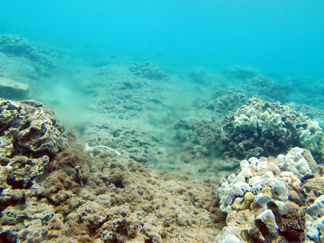 polluted coral reefs