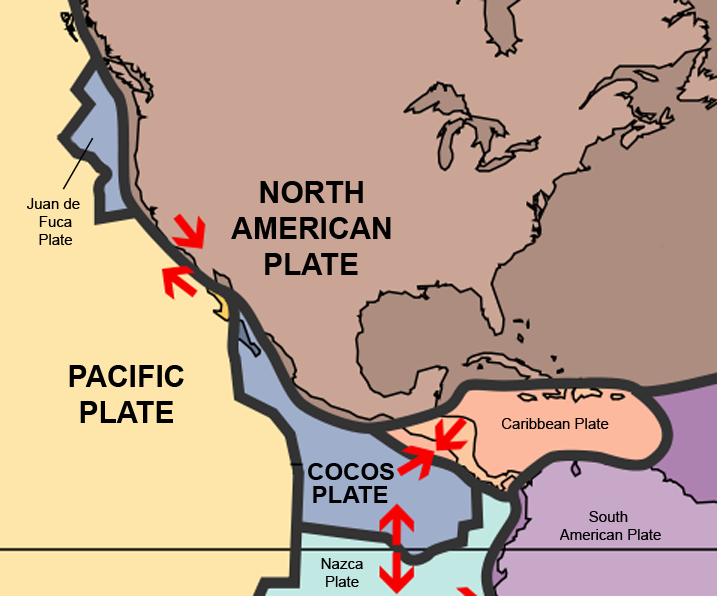 Image result for Cocos plate