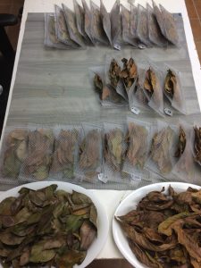The dried leaf samples were put in mesh bags and numbered before being returned to the warming plots. Credit: Stephanie Roe.
