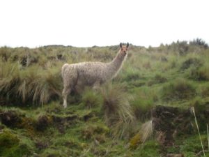 A llama near the village of Patacancha in the Peruvian Andes. Credit: Lauren Lipuma.