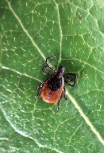 Black-legged tick, also known as the deer tick (ixodes scapularis) on a leaf. Credit: Scott Bauer/U.S. Department of Agriculture. 