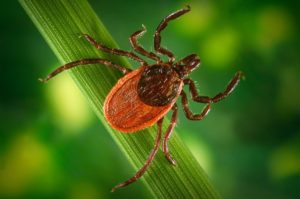 Tick on a blade of grass. Credit: National Parks Service. 