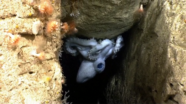A Graneledone octopus. Credit: NOAA.
