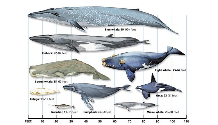 Whale size comparison. Credit: Smithsonian Institution.
