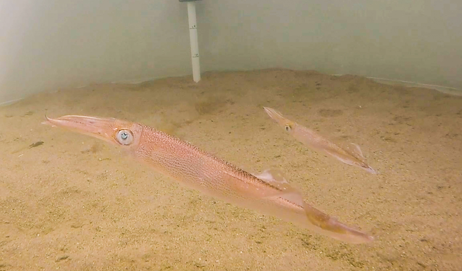 Mating squid don't stop for loud noises - GeoSpace - AGU Blogosphere