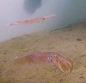 Like humans and other animals, squid have their own unique mating rituals. Male squid employ several tactics to mate with a female: smaller males in a given group typically attempt coercive copulation, where they dart at the female and try to catch her by surprise. Credit: Woods Hole Oceanographic Institution. 