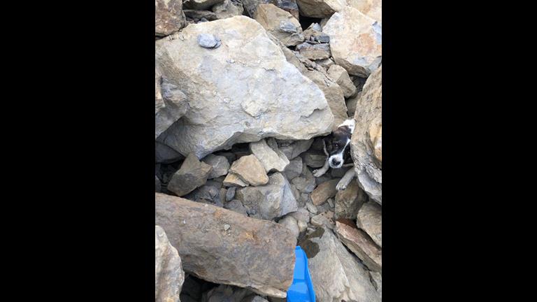 The missing Jack Russell Terrier recovered from beneath a rockfall in Skinningrove, North Yorkshire on 12 April 2021. 