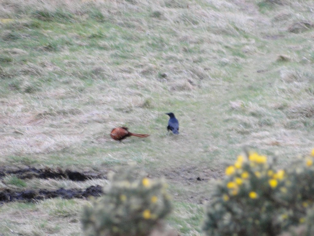 The national bird of Scotland fending off a crow
