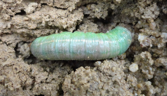 Monday macrobug: big green worm - Mountain Beltway - AGU Blogosphere