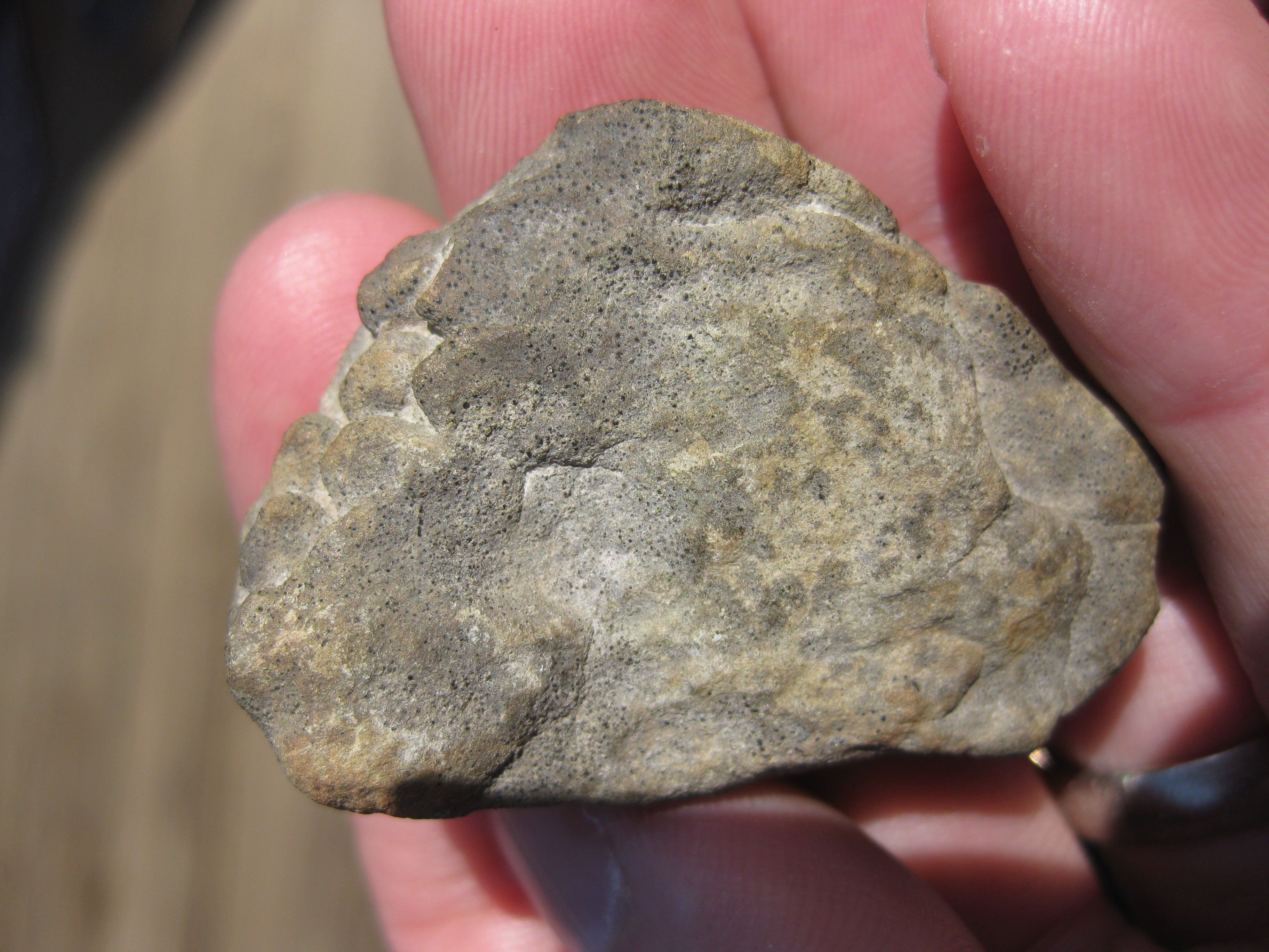 Mystery fossil (?) for crowd-sourced identification - Mountain Beltway -  AGU Blogosphere