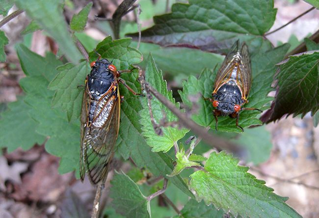 Monday macrobug: the 17-year periodical cicada - Mountain Beltway - AGU ...